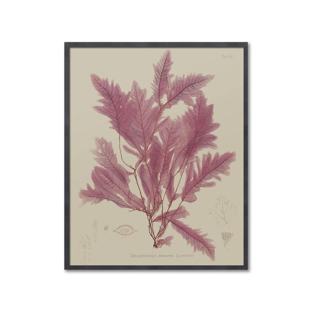 SEAWEED ART: 1859 BOTANICAL #02 - Foundry