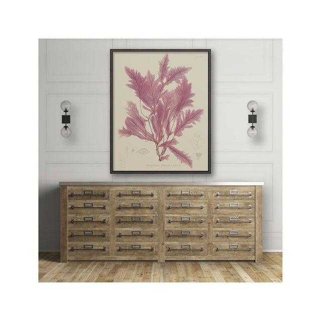 SEAWEED ART: 1859 BOTANICAL #02 - Foundry