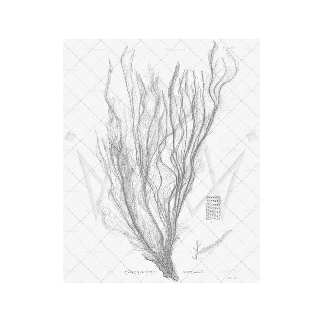 SEAWEED ART: 1859 BOTANICAL #03 - Foundry