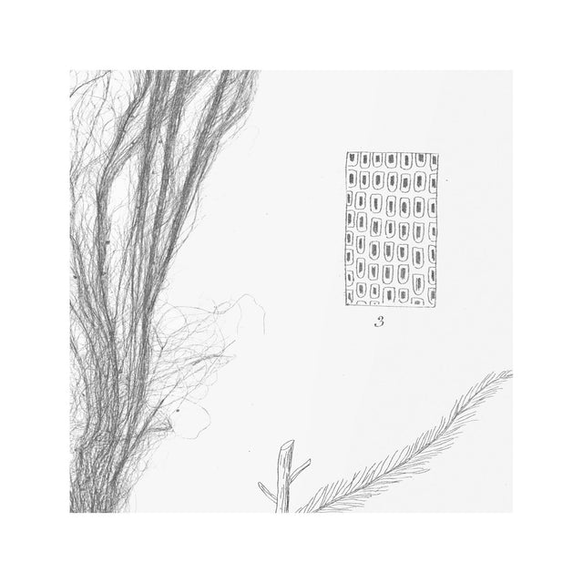 SEAWEED ART: 1859 BOTANICAL #03 - Foundry