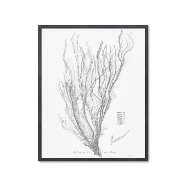 SEAWEED ART: 1859 BOTANICAL #03 - Foundry