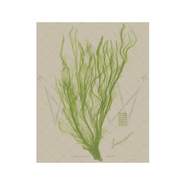 SEAWEED ART: 1859 BOTANICAL #03 - Foundry