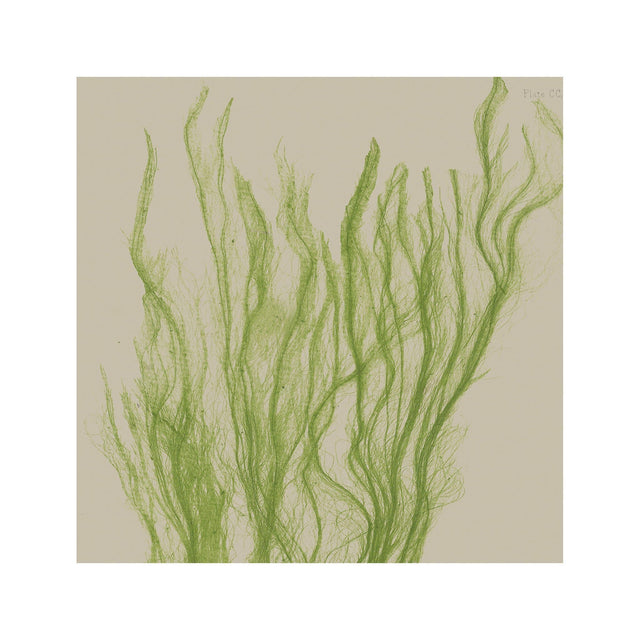 SEAWEED ART: 1859 BOTANICAL #03 - Foundry