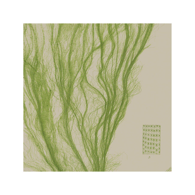SEAWEED ART: 1859 BOTANICAL #03 - Foundry