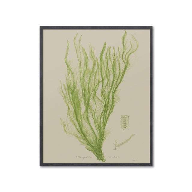 SEAWEED ART: 1859 BOTANICAL #03 - Foundry