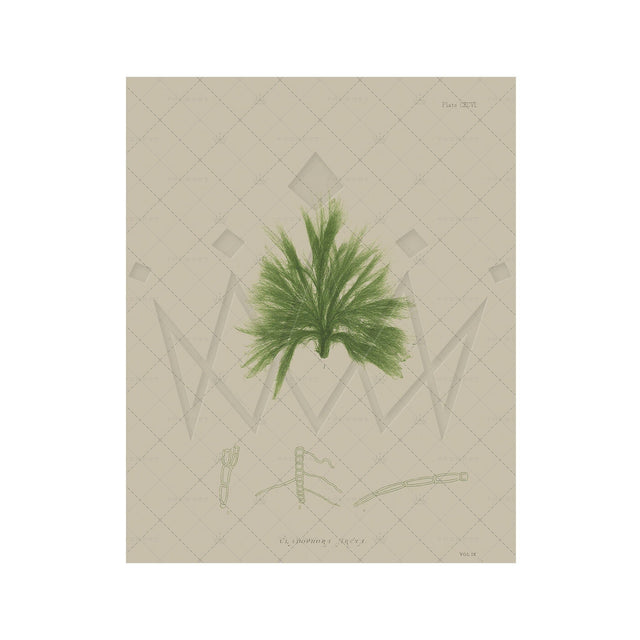 SEAWEED ART: 1859 BOTANICAL #04 - Foundry