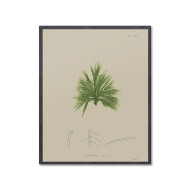 SEAWEED ART: 1859 BOTANICAL #04 - Foundry