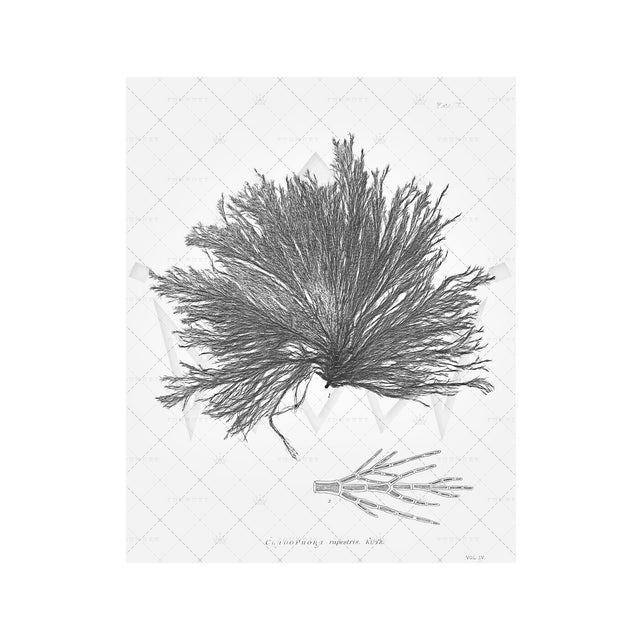 SEAWEED ART: 1859 BOTANICAL #05 - Foundry