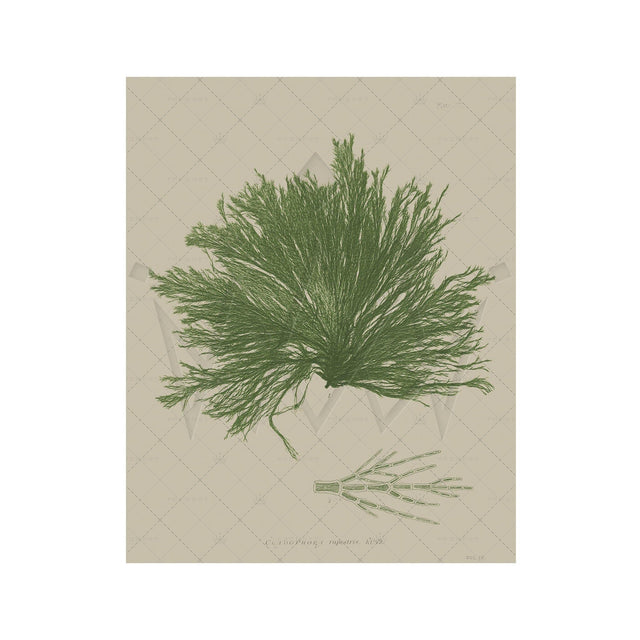 SEAWEED ART: 1859 BOTANICAL #05 - Foundry