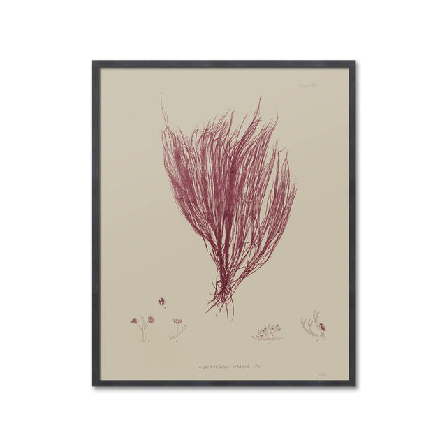 SEAWEED ART: 1859 BOTANICAL #06 - Foundry