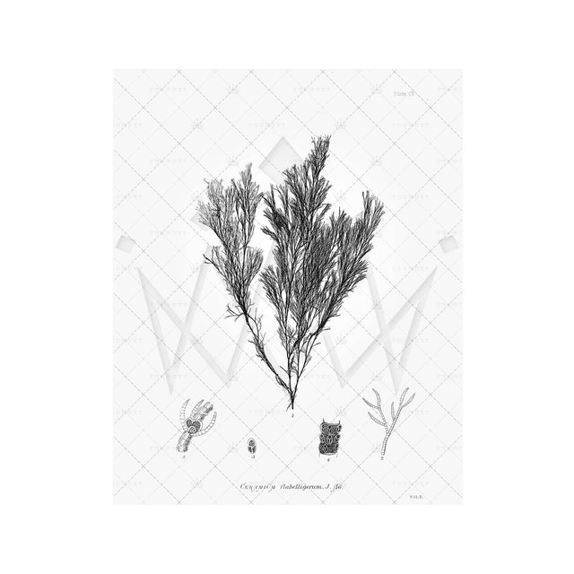SEAWEED ART: 1859 BOTANICAL #07 - Foundry