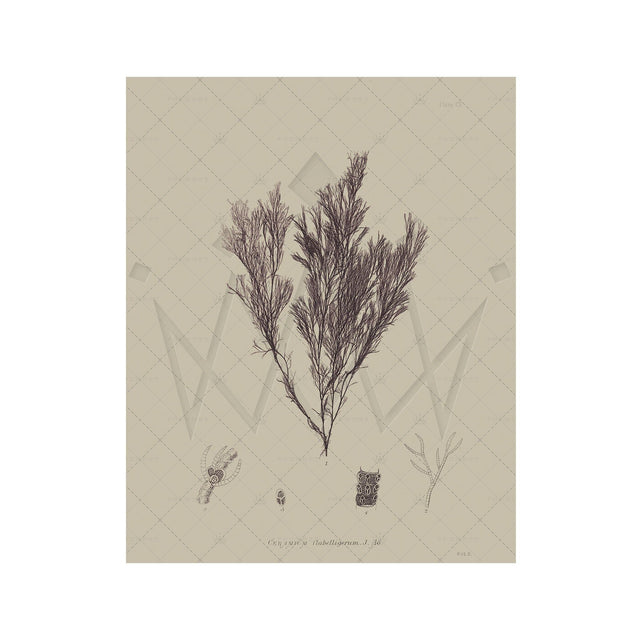 SEAWEED ART: 1859 BOTANICAL #07 - Foundry