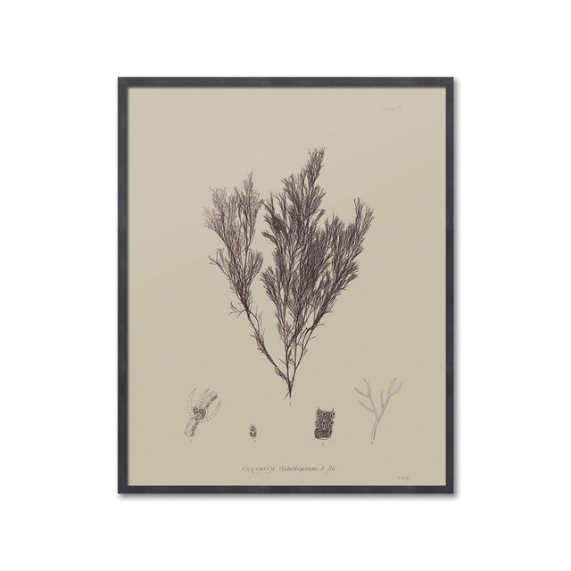 SEAWEED ART: 1859 BOTANICAL #07 - Foundry