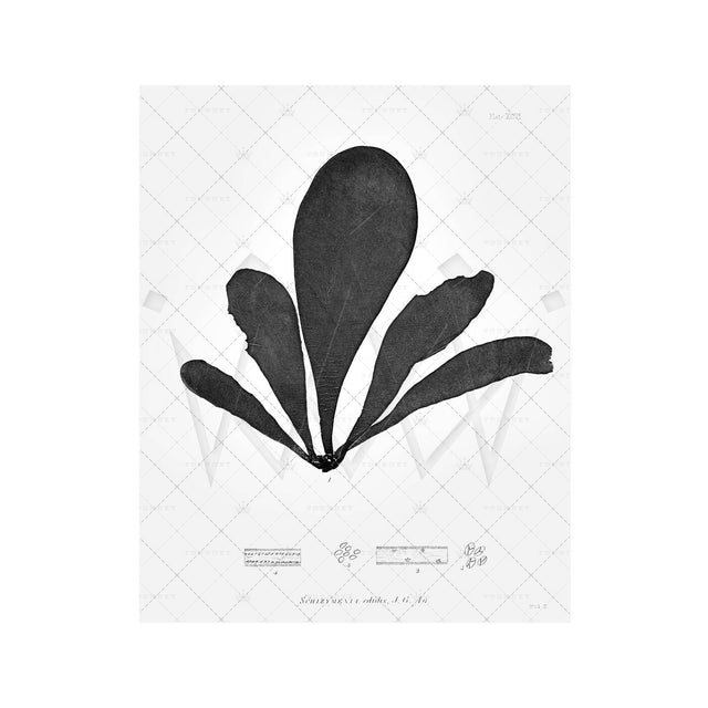 SEAWEED ART: 1859 BOTANICAL #08 - Foundry