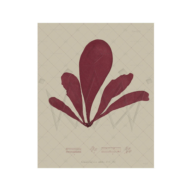 SEAWEED ART: 1859 BOTANICAL #08 - Foundry