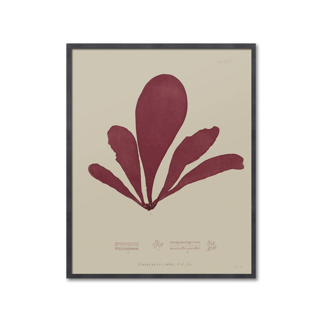 SEAWEED ART: 1859 BOTANICAL #08 - Foundry