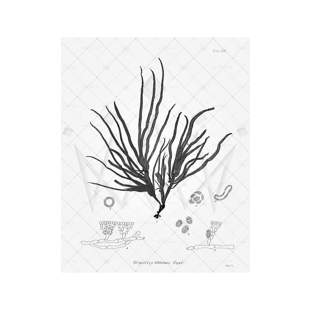 SEAWEED ART: 1859 BOTANICAL #09 - Foundry