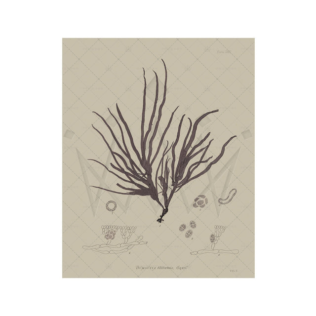 SEAWEED ART: 1859 BOTANICAL #09 - Foundry