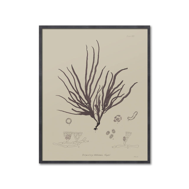 SEAWEED ART: 1859 BOTANICAL #09 - Foundry