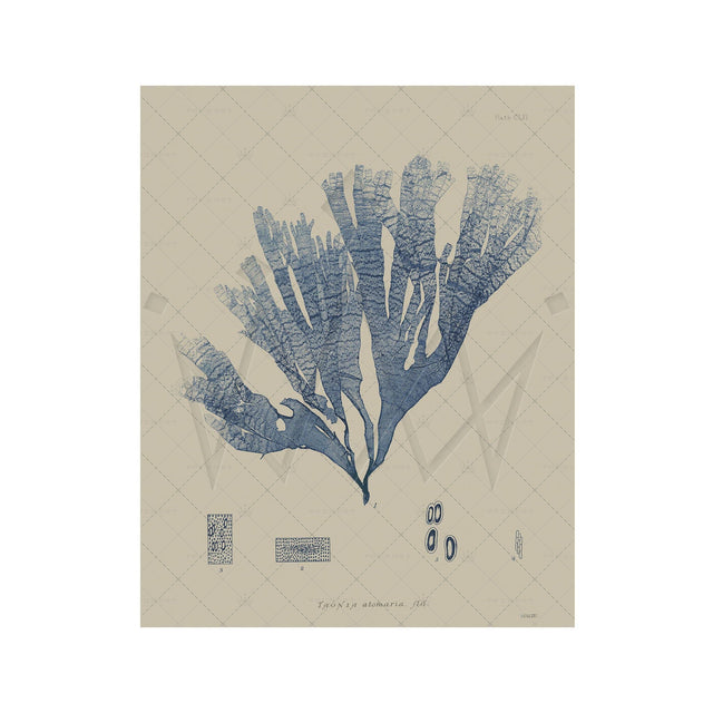 SEAWEED ART: 1859 BOTANICAL #19 - Foundry