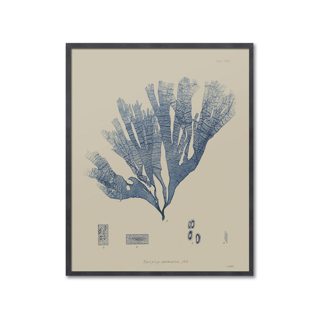 SEAWEED ART: 1859 BOTANICAL #19 - Foundry