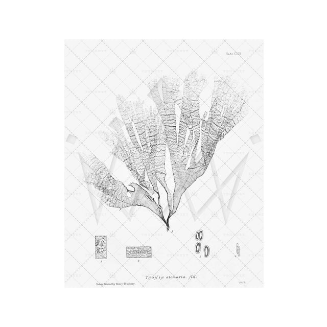 SEAWEED ART: 1859 BOTANICAL #19 - Foundry