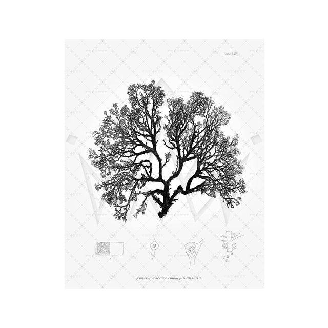 SEAWEED ART: 1859 BOTANICAL #20 - Foundry