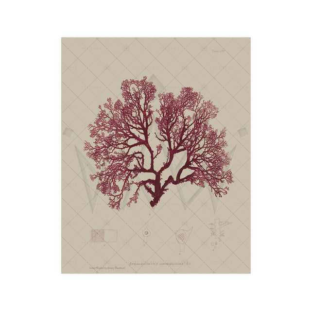 SEAWEED ART: 1859 BOTANICAL #20 - Foundry