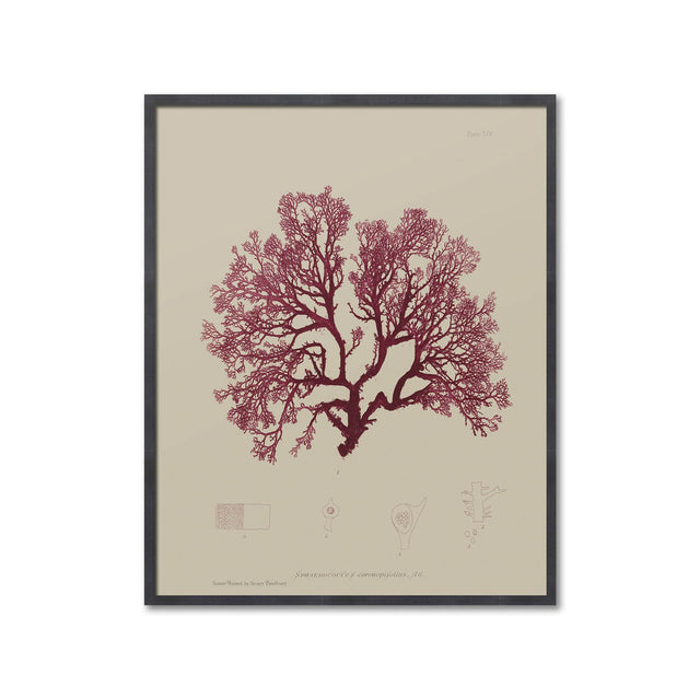 SEAWEED ART: 1859 BOTANICAL #20 - Foundry