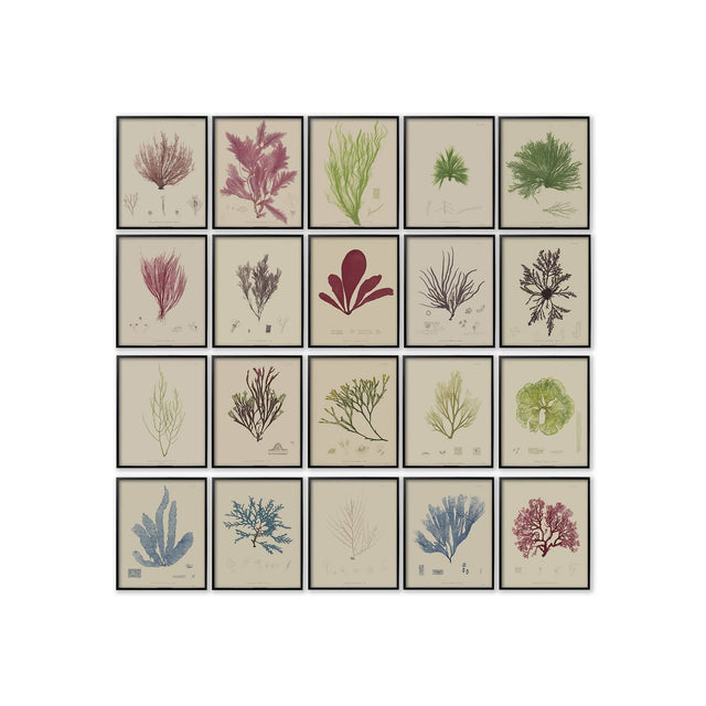SEAWEED ART: 1859 HENRY BRADBURY SEAWEED Collection - COLOR - Foundry