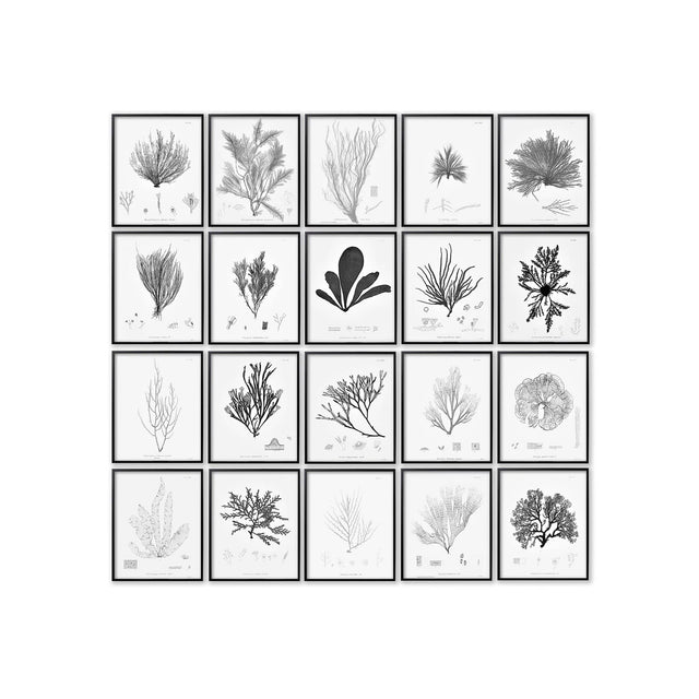 SEAWEED ART: 1859 HENRY BRADBURY SEAWEED Collection - WHITE - Foundry