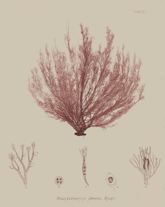 SEAWEED ART: 1859 BOTANICAL Seaweed Print #1 Color - Nautical Decor - Coastal Art - Botanical Prints - Beach Art - Nursery - Ocean Prints