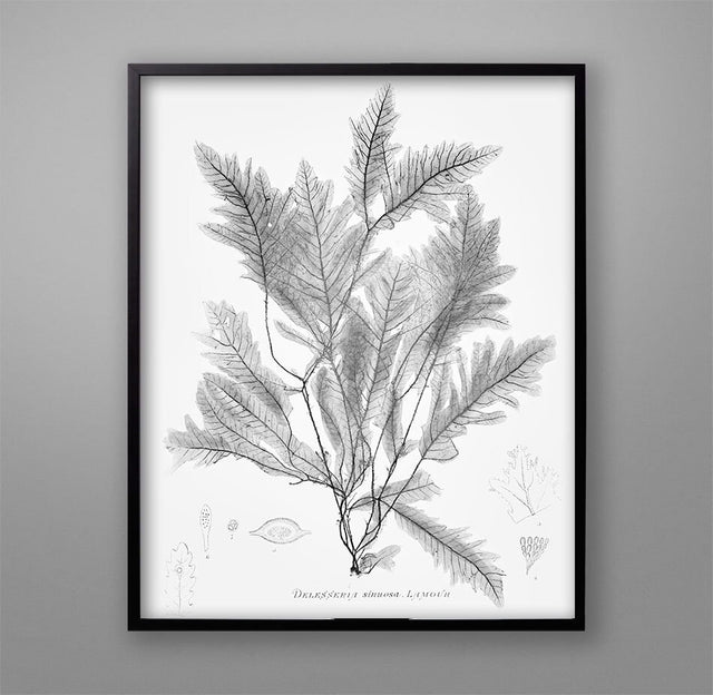 SEAWEED ART: 1859 BOTANICAL Seaweed Print #2 - Coastal Decor - Nautical Art - Nature Prints - Botanical Art - Beach - Ocean Prints, Cottage