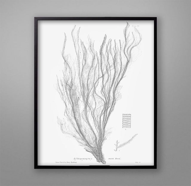 SEAWEED ART: 1859 BOTANICAL Seaweed Print #3 - Coastal Art - Nautical Art - Nature Poster - Botanical Art - Beach - Ocean Decor - Nursery