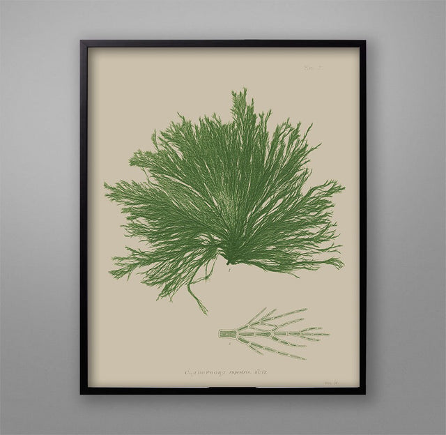 SEAWEED ART: 1859 BOTANICAL Seaweed Print #5 Color - Nautical Poster - Coastal Wall Decor - Botanical Art - Beach Prints - Living Room Decor