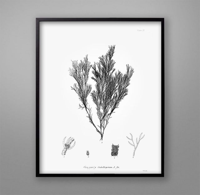 SEAWEED PRINT: 1859 BOTANICAL Seaweed Art #7 - Botanical Print- Nautical Art - Nature Poster - Lake House Art - Beach Coastal, Nursery Art