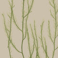 SEAWEED ART: 1859 BOTANICAL Seaweed Print #11 Color - Beach Art - Coastal Wall Art - Botanical Art - Beach Decor - Nursery Wall Decor