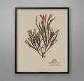 SEAWEED ART: 1859 BOTANICAL Seaweed Art Print #12 Color - Lake House Art - Coastal Print - Botanical Art - Beach Decor - Nursery Wall Art