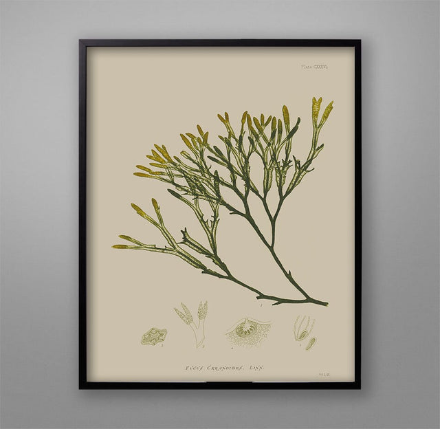 SEAWEED ART: 1859 BOTANICAL Seaweed Art #13 Color - Vintage Nautical - Beach Wall Art - Coastal Print - Botanical Art - Nautical Art