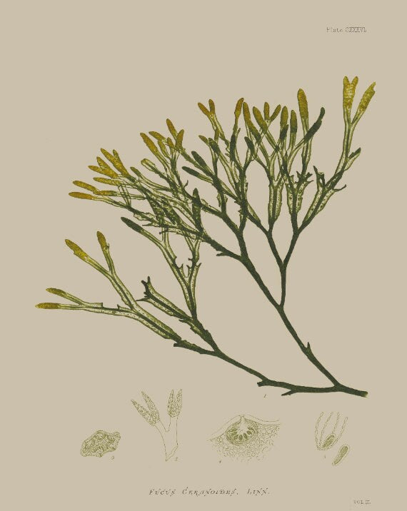 SEAWEED ART: 1859 BOTANICAL Seaweed Art #13 Color - Vintage Nautical - Beach Wall Art - Coastal Print - Botanical Art - Nautical Art