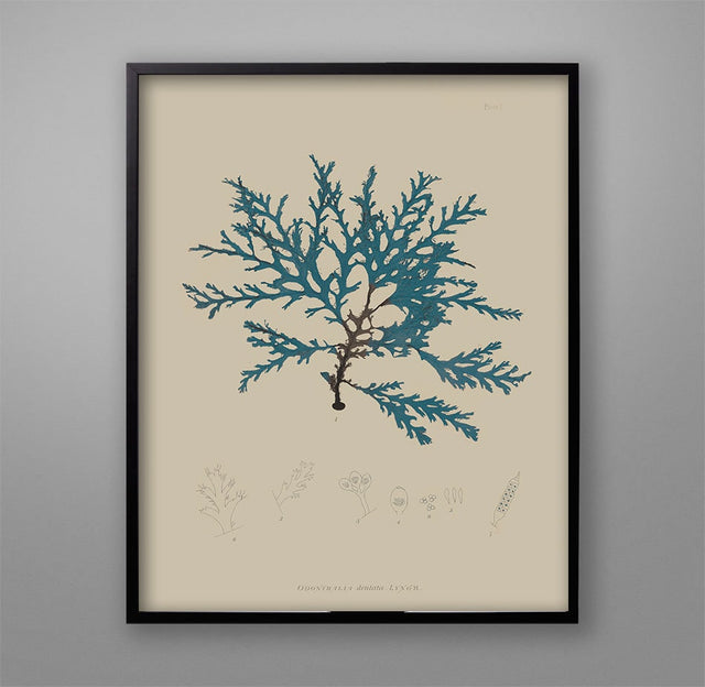 SEAWEED ART: 1859 BOTANICAL Seaweed Art #17 Blue - Nautical Decor - Coastal Print - Beach Nursery - Nature Art - Botany Decor