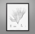 SEAWEED PRINT: 1859 BOTANICAL Seaweed Art #19 - Botanical Print- Nautical Art - Nature Poster - Lake House Art - Beach Art - Kids Decor