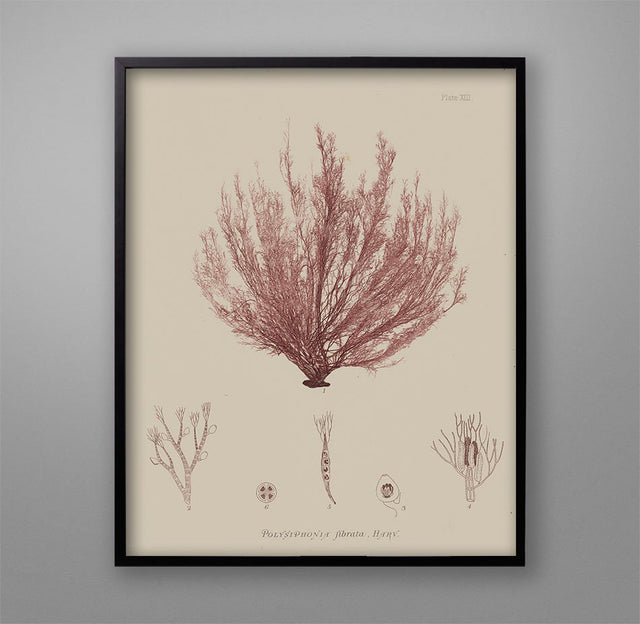 SEAWEED ART: 1859 BOTANICAL Seaweed Print #1 Color - Nautical Decor - Coastal Art - Botanical Prints - Beach Art - Nursery - Ocean Prints