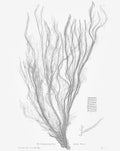 SEAWEED ART: 1859 BOTANICAL Seaweed Print #3 - Coastal Art - Nautical Art - Nature Poster - Botanical Art - Beach - Ocean Decor - Nursery