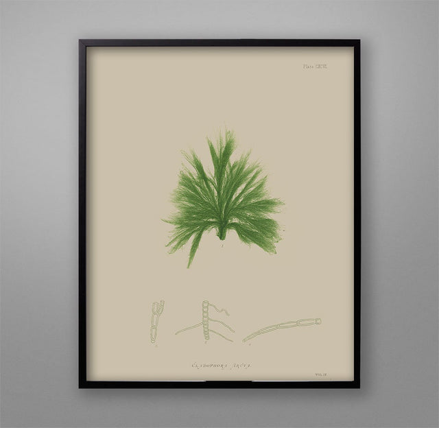 SEAWEED ART: 1859 BOTANICAL Seaweed Print #4 Color - Nautical Poster - Coastal Wall Decor - Botanical Art - Beach Prints - Living Room Decor