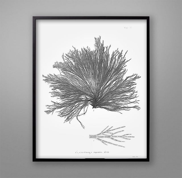 SEAWEED PRINT: 1859 BOTANICAL Seaweed Art #5 - Coastal Art - Nautical Art - Nature Poster - Botanical Art - Beach - Ocean Decor - Nursery