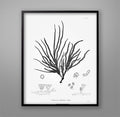 SEAWEED PRINT: 1859 BOTANICAL Seaweed Art #9 - Vintage Nautical - Botanical Art - Beach Decor - Lake House Art - Ocean Decor, Nursery Art