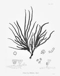 SEAWEED PRINT: 1859 BOTANICAL Seaweed Art #9 - Vintage Nautical - Botanical Art - Beach Decor - Lake House Art - Ocean Decor, Nursery Art