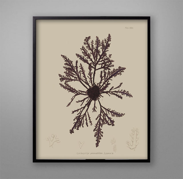 SEAWEED ART: 1859 BOTANICAL Seaweed Print #10 Color - Nautical Print - Coastal Poster - Botanical Poster - Beach Art - Room Decor