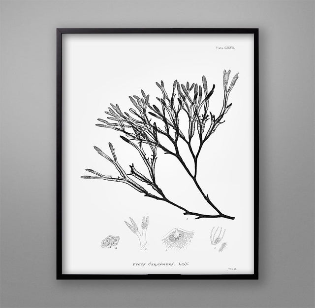 SEAWEED PRINT: 1859 BOTANICAL Seaweed Art #13 - Vintage Nautical - Coastal Wall Decor - Coastal Art - Botanical Decor - Beach House Decor